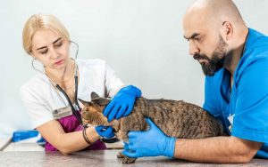 וטרינר חרום